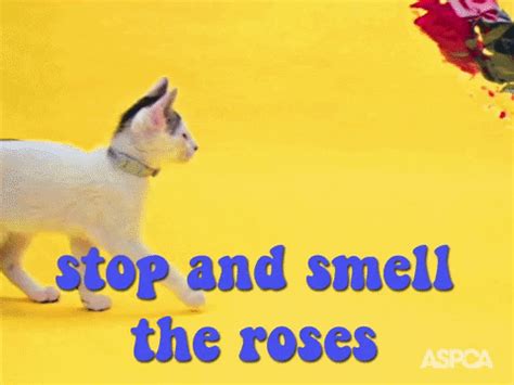 Smelly Cat GIFs - Find & Share on GIPHY