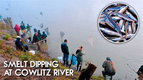 Smelt run cowlitz river 2023. OLYMPIA - Starting Jan. 3, the Cowlitz River will be open to smelt dipping from 6 a.m. to 10 p.m. each Saturday through March 28, under rules adopted by Washington fishery managers. Like last year, the daily catch limit will be 10 pounds per person All other tributaries to the Columbia River in Washington state will remain closed to smelt fishing until further notice. 
