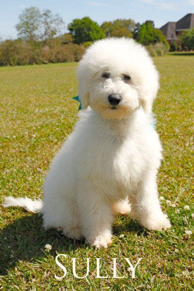 An English “Teddy Bear” GoldenDoodle is a hybrid breed between a Poodle and an English Creme Golden Retriever. The Goldendoodle is an affectionate and gentle dog that has gained popularity since he was first developed in 1990s. They make excellent family dogs and generally get along with everyone. English Goldendoodles are typically very .... 