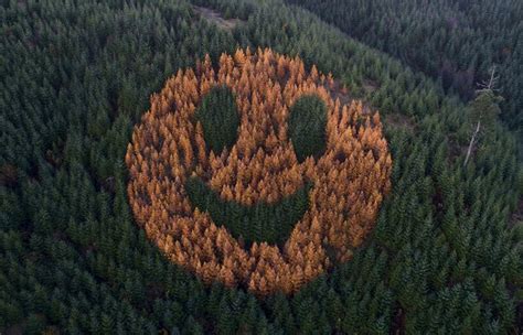 Smiley Face Forest: Oregon