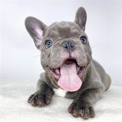 Smiling French Bulldog Puppy