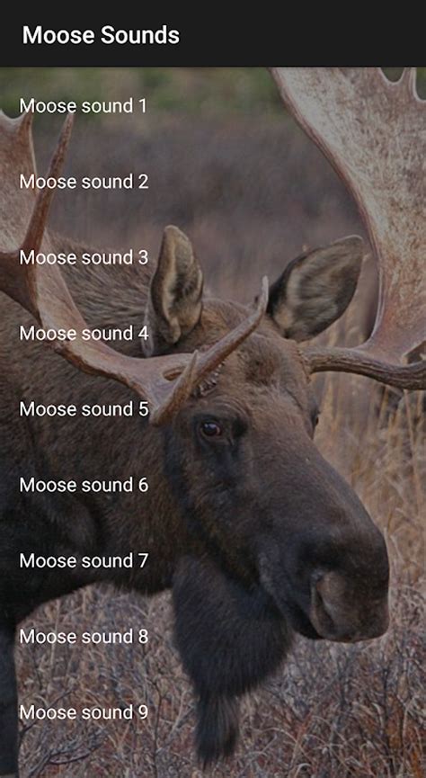 Smiling Moose APK Download for Android 