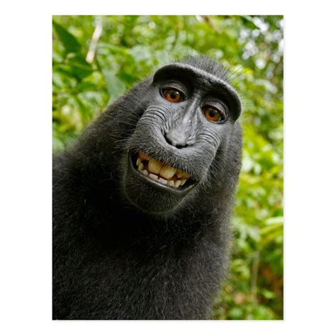 A friendly, cartoon-styled face of a monkey, looking straight ahead. Depicted as a brown-haired monkey with a tan or pinkish face, round ears, nostrils, and open-mouthed grin. As with the full-bodied 🐒 Monkey, often used with a playful tone or for metaphorical senses of monkey. One of the 12 animals of the Chinese zodiac.. 