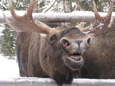 Smiling moose. Things To Know About Smiling moose. 