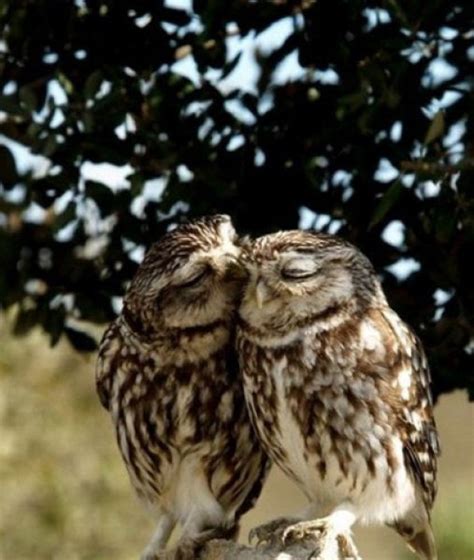 Smiling owl and a charming young lady : r/AnimalsBeingDerps