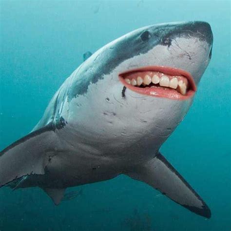 Smiling shark. Things To Know About Smiling shark. 