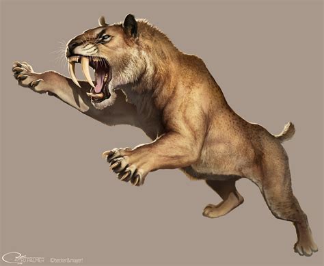 Smilodon is a genus of felids belonging to the extinct subfamily Machairodontinae. It is one of the best known saber-toothed predators and prehistoric mammals. Although commonly known as the saber-toothed tiger , it was not closely related to the tiger or other modern cats.. 