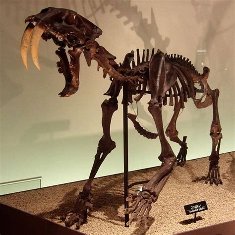 They have determined that the new species is an ancient relative of the best-known saber-toothed cat Smilodon, the famous fossil found in the La Brea Tar Pits in California that went extinct about .... 