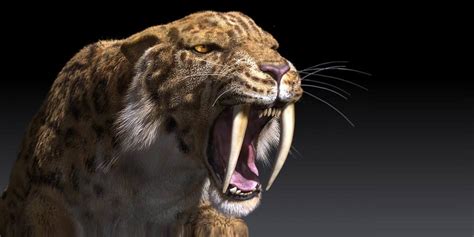 Until about 10,000 years ago, the saber-tooth cat Smilodon fa