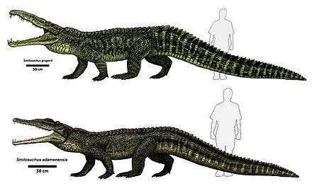 Smilosuchus - Wikipedia