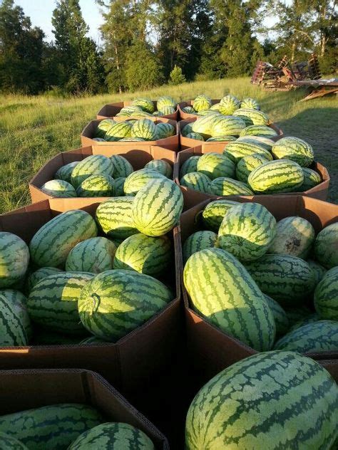Smith county watermelons. Things To Know About Smith county watermelons. 