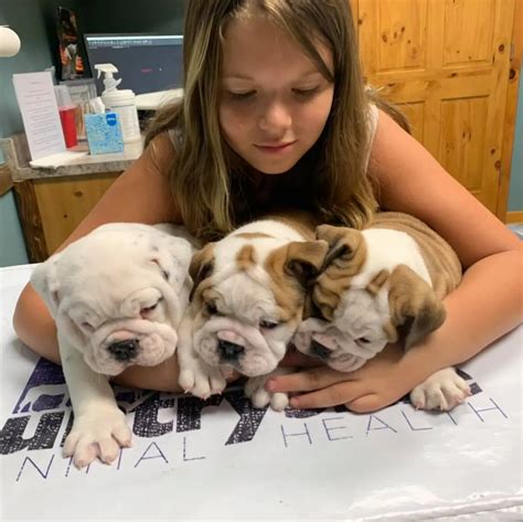 Oct 23, 2023 · SOLD Male 1 Born 10/23/23 Blue Merle 7/8 Bulldog and 1/8 Beagle All my puppies have a spay and neuter agreement and a one year health guarantee these can be viewed on the website under about us. 