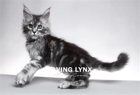 Smoke / Shaded / Shell ~ Maine Coon Cats! - Loving Lynx …