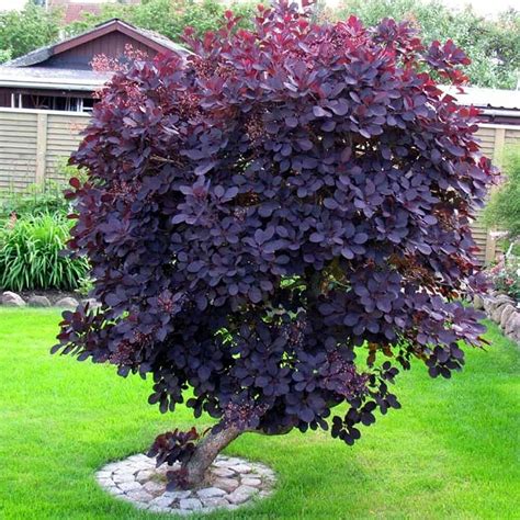 Smoke bush shrub. Grace smoke tree (Cotinus ‘Grace’): A hybrid of Cotinus obovatus and Cotinus coggygria, ‘Velvet Cloak’, this cultivar has large pink flower panicles with 4 to 6 inch long blue-green leaves. It can be a small tree or large shrub reaching 15 to 20 feet high. Nordine smoke tree (Cotinus coggygria ‘Nordine’): 