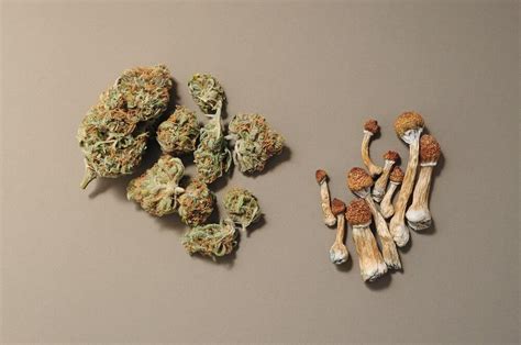 Shrooms and weed are both popular substances that people use for recreation. Shrooms tend to cause hallucinations, while weed induces feelings of relaxation. Some people mix shrooms and weed to get a more intense experience. But that can lead to adverse outcomes. For instance, shrooms can intensify the effects of weed and vice versa.. 