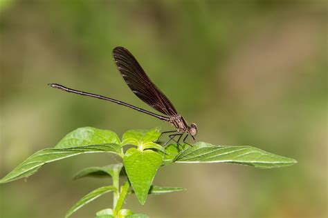 Smoky Rubyspot (Hetaerina titia)