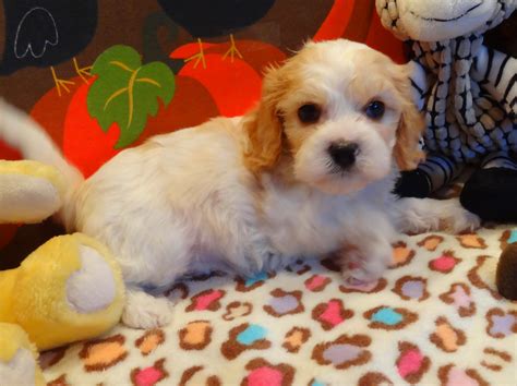 2.7K views, 60 likes, 100 loves, 41 comments, 3 shares, Facebook Watch Videos from Smooch My Pups: Super sugar sweet baby boy Cavapoo. Adults are toy.... 