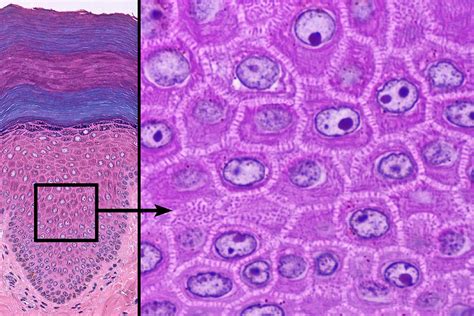 Smooth 4 Digital Histology