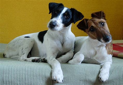 Smooth Fox Terrier Puppies for Sale - Next Day Pets