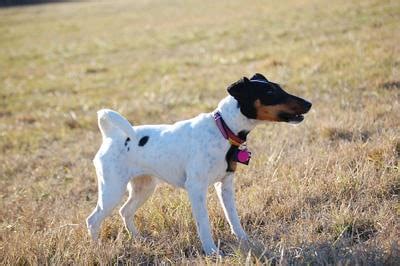 Smooth Haired Fox Terrier PetMD