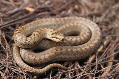 Smooth snake Surrey Wildlife Trust