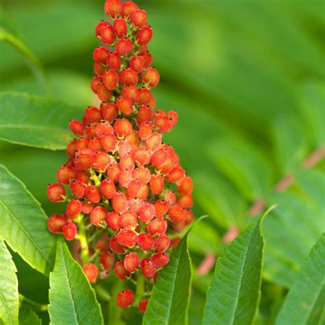 Smooth Sumac. Rhus glabra. Shrub or small tree 0.9-6.1 meters (3-20ft) tall. Very similar to Rhus hirta but twigs and leafstalks are hairless. Leaves have 11 to 31 toothed leaflets. Fruits are red and found in pyramidal bunches with short hairs. Fruits present June through October. Found in fields and open areas.. 