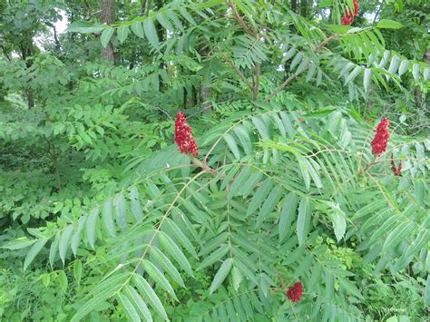 Staghorn Sumac (Rhus typhina) Staghorn sumac (Rhus typhina) is a tiny flowering tree or big shrub with huge pinnate leaves, greenish-white blooms, and vivid crimson drupes. Staghorn sumacs may reach a height of 15 to 25 feet (4.5 to 7.6 meters) and a width of up to 30 feet (9 meters).