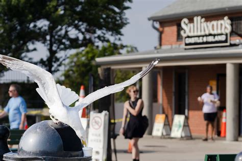 Snack attack: Dive-bombing seagulls shutter outdoor dining at Sullivan’s