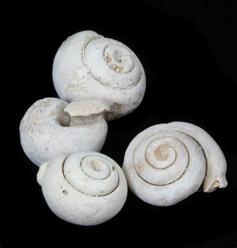 A wide range of adjectives (e.g., biconic, turbinate, etc.) are used to describe the geometric shapes of gastropod shells. In some cases, where a fossil is in the same order or family of a living gastropod with a distinctive outline shape, the modern order or family name may also be used as an adjective to describe the outline shape.. 