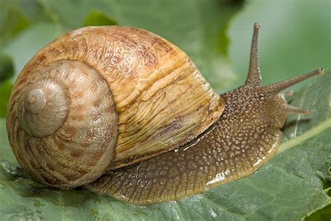 Snail gastropod. The class Gastropoda contains at least 65,000 species and it is the largest group within the phylum. They belong to a phylum of soft-bodied invertebrates called ... 