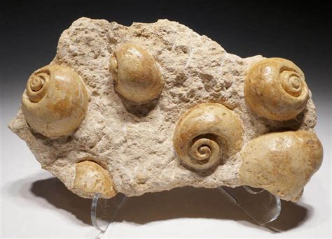 Sea Snail Fossil Charm Ammonite Gemstone Fossil P