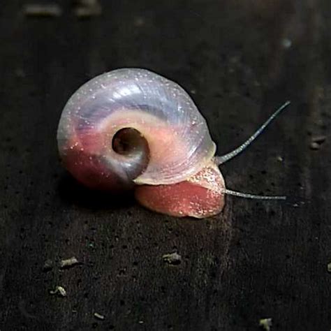 🔥 Snail-Pink Leaked PORN
