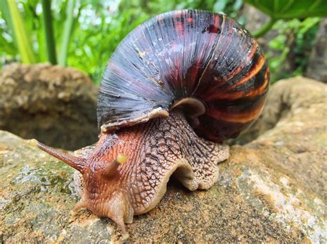 Snails are hermaphrodites with female and male reproductive organs. They do not self-fertilize however and rely on another snail to reproduce. When mating, sperm will enter another snail to fertilize the eggs. Both snails can then deliver a set of eggs. After 2-4 weeks, the snails will hatch with a soft shell that gets larger as the snail ages.. 