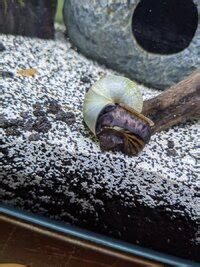 Snails In Toilet Snails Forum - FishLore Aquarium Fish Forum