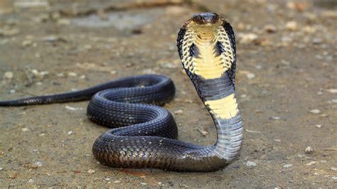 Snake, Cobra (King) – d20PFSRD