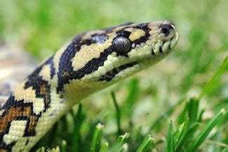 Snake Catchers Perth Allpest