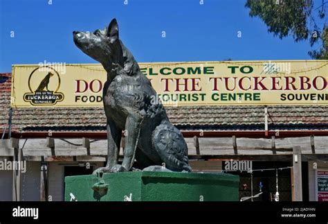 Snake Gully Gundagai Dog Sits On The Tuckerbox Pitcher 200 Ml