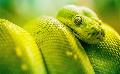 Snake Live Wallpaper - free download