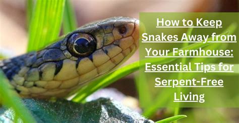 Snake Prevention Tips How to Keep Snakes Away