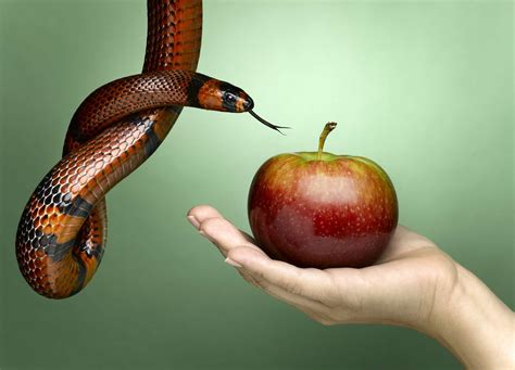 Snake and apples. Things To Know About Snake and apples. 