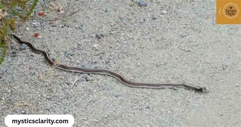 Snake crossing your path from right to left meaning.  Seeing a snake mig...