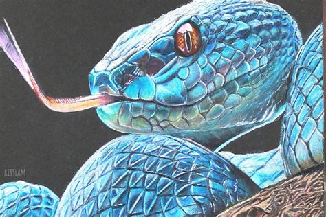 Snake drawing. Things To Know About Snake drawing. 