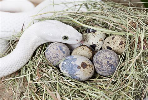 Snake eggs. Things To Know About Snake eggs. 