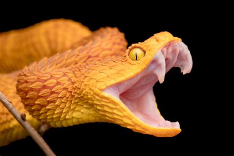 Snake fangs. Things To Know About Snake fangs. 