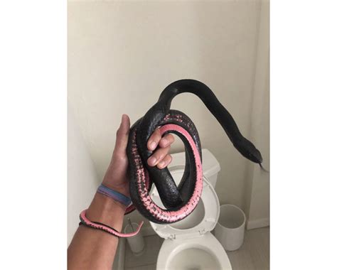 Snake in a toilet: Slithering visitor to Arizona home camps out where homeowner least expects it