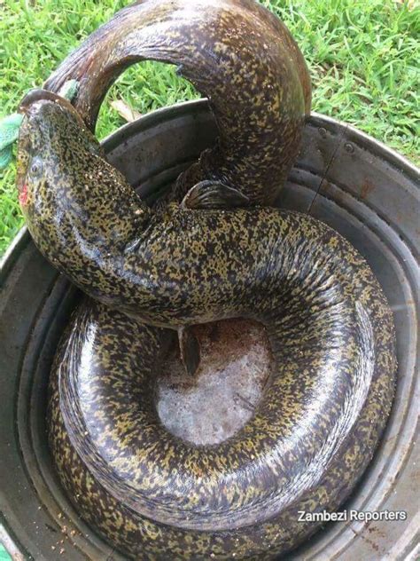 A long snake like fish is a specific type of snake that is more than six feet in length. It has an elongated, slender body with long tapering tail and tiny nostrils that are located at the top of the head. The first known record of a long snake like fish was back in 1922 when a 6.7-footer was caught off the coast of Madagascar.. 