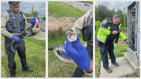 Snake makes home in traffic signal breaker box, causes intersection power outage