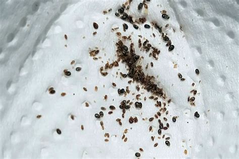 Snake mite. Allow the powder to sit for the recommended amount of time (usually around 10-20 minutes). Remove the powder as directed, typically by brushing the powder off or rinsing the snake in warm water. You may need to repeat the application over the next few weeks depending on how severe your mite infestation is. 