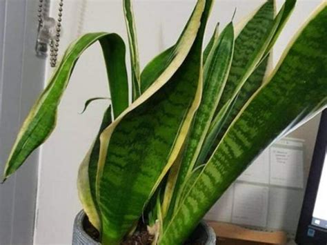 Snake plant leaves curling. Yet, even with its hardiness and resilience, some plant owners observe their snake plant leaves curling, sparking concern and curiosity. Such changes in this plant naturally prompt questions about ... 