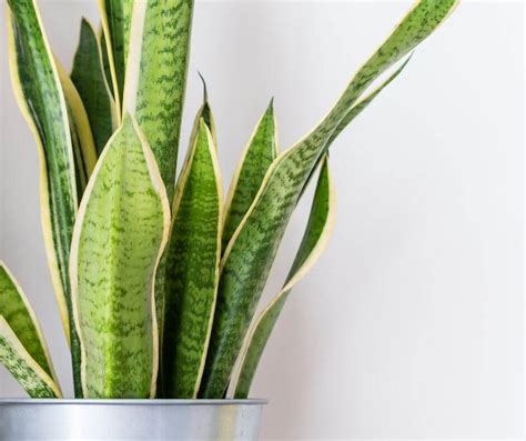 Snake plant leaves turning yellow. And the sword-shaped foliage of snake plants suits Feng Shui fans as they are said to cut through negative energy. Synonym: Sansevieria laurentii. Size: Up to 4 feet tall. Foliage color: Dark green with banded zigzags of lighter green and yellow edges. Foliage shape: Flat, sword-shaped. 04 of 35. 